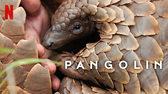 Pangolin